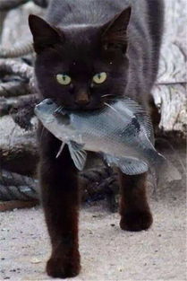 给猫咪正确的喂鱼方法 