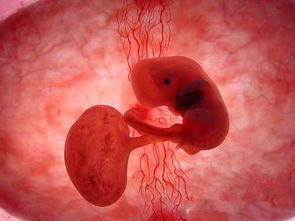 孕21周胎儿有多大图片图片