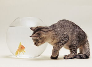 梦见猫吃鱼的意义