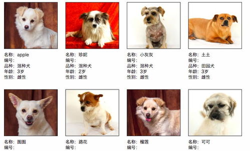 青岛市民注意啦,快去胶州领养或认养一个狗狗吧
