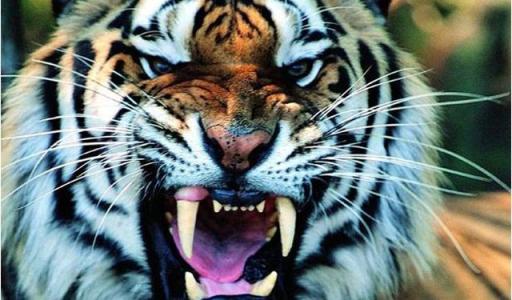 中国可以自己养老虎吗 哪里能买到 
