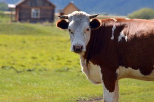 牛和牛属相婚姻相配吗,牛牪犇！今天，聊聊和牛有关的那些事儿