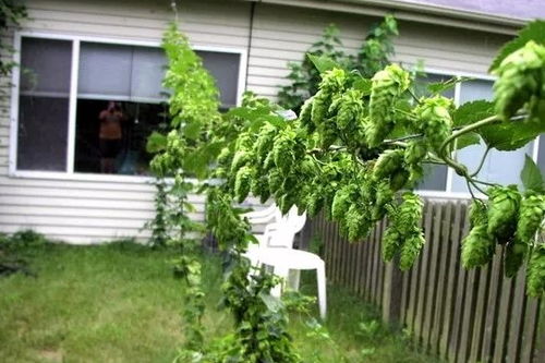 今年种上这9种爬藤植物,整个院子四季都能开满花