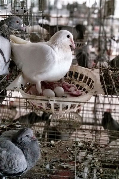 肉鸽子的养殖方法,肉鸽养殖基地是怎样养殖鸽子的