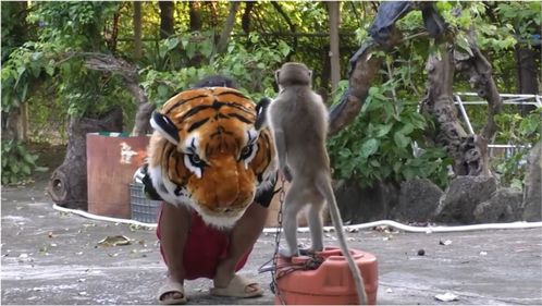 当猴子遇到了 老虎 会怎样 小男孩亲自测试,猴子的表现太搞笑 