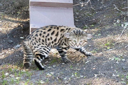 世界上 最致命 的猫科动物 绰号 蚁虎 ,捕猎成功率不输狮子