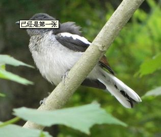 背部灰黑,腹部灰白,翅膀尾巴有白色羽毛,请问这是什么鸟 