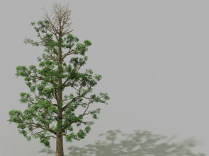 3dmax如何给树木贴图(3dmax怎么把模型拖到另一个)