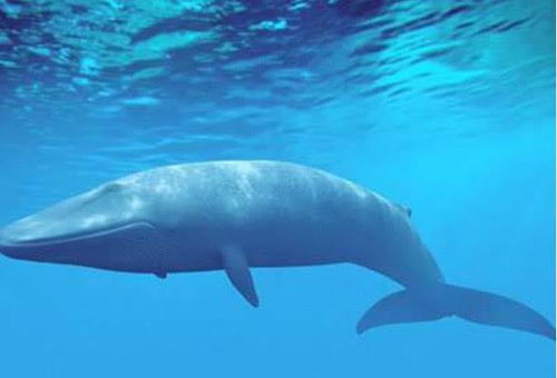 一条鲸鱼的心脏究竟有多大 专家说出真相后,网友 鼠目寸光