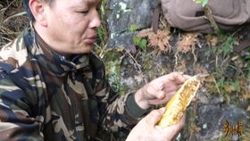 小伙野外找个风水宝地放诱蜂水观看蜜蜂飞翔的路线寻找野生蜜蜂窝