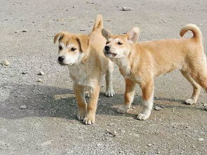 科学家 狗起源于中国南方 3.3万年前开始驯化