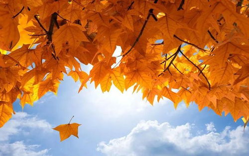 描写秋天天空的唯美句子,透过枫叶看那蓝蓝的天空