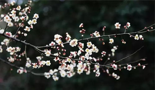 庭院种什么树能带来好风水和好运气