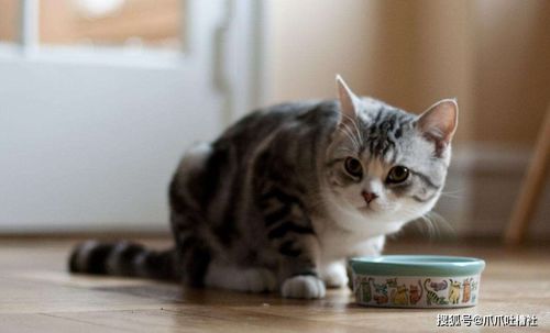 猫咪喜欢吃生肉还是熟肉 测试结果出人意料