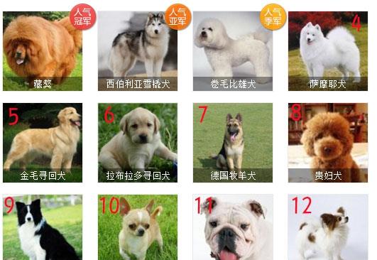 最受欢迎犬种排名,哈士奇排第二,你家狗狗排第几