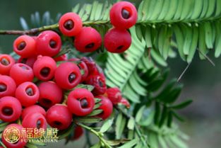 红豆杉树风水学之风水作用