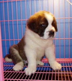 图 高品质的圣伯纳幼犬出售了 疫苗做完 质量三包 廊坊宠物狗 廊坊列表网 