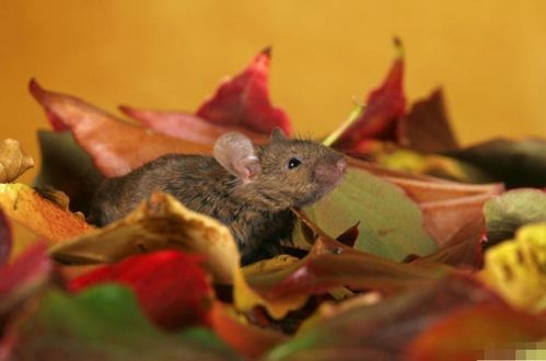 72年属鼠人的终身寿数,11月底是苦是甜 或许这就是命