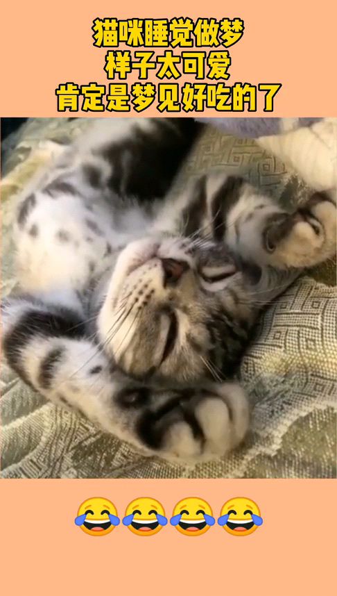 猫咪睡觉做梦,样子太可爱,肯定是梦见好吃的了 