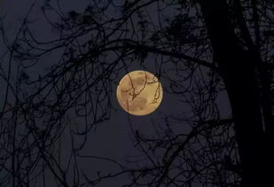 千里共婵娟的上一句是什么关于月亮的诗句