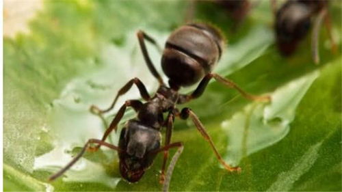 蚂蚁是怎么繁殖的
