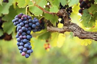 葡萄树的种植方法和管理,庭院种植葡萄，怎么样管理才能高产优质