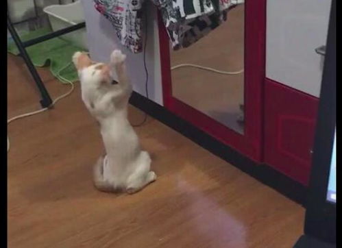 猫咪在镜子面前摆弄双爪,猫咪 为什么镜子里的猫总模仿我