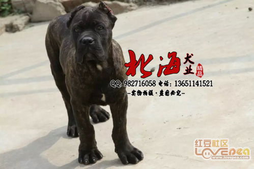 北京哪里卖纯种卡斯罗幼犬多少钱一只 疫苗驱虫齐全 