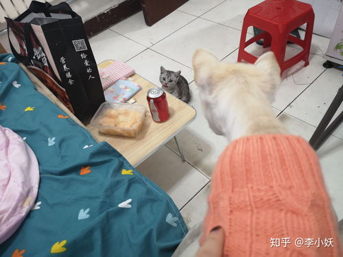 养猫的我突然想再养一只狗,狗比猫难养吗 