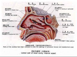 鼻孔里藏有什么秘密 