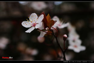 成都哪个花艺师培训学校最好