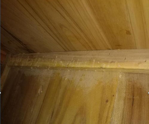 家具生虫怎么解决 实木家具做木蜡油可以防虫吗