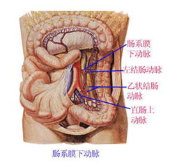 解剖图 全身的器官