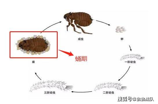 外出几天,会把家里的跳蚤饿死吗