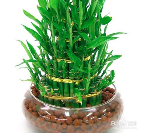 富贵紫竹怎么水养才旺盛？