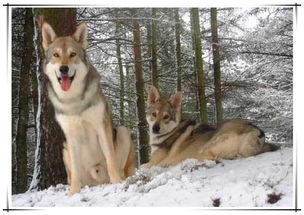 你觉得哈士奇是最接近狼的犬种 原来不是,而是熟悉的它