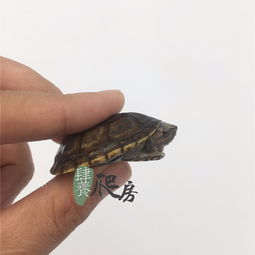 斑纹泥龟为什么不建议养？