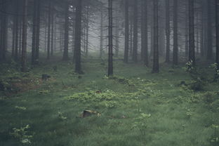 森林,伍兹,树,自然,黑暗,有雾,霾,草 