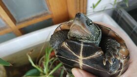 草龟多长时间不怕人？
