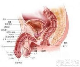 慢性阴囊湿疹怎么治