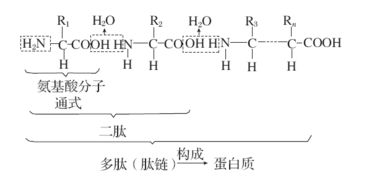 蛋白质中氮原子数目的计算