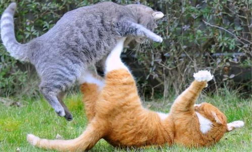猫咪为什么会打架 偶尔打架正常,经常打架就需要铲屎官正确处理