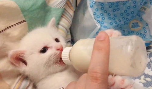 流浪小奶猫饿极了,抱着手指吮吸,喝奶的眼神好坚定 宝宝要喝完