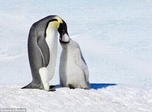 问题 小企鹅怎样吃到妈妈嘴里的食物 