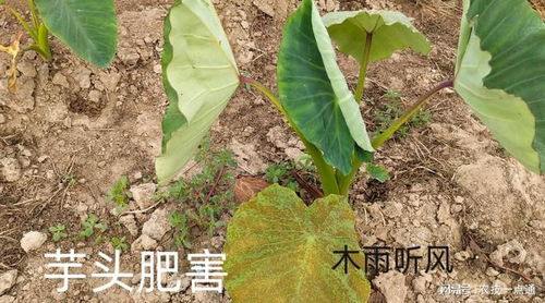 芋头忌用什么肥料