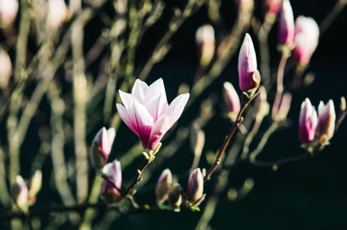 有多少花多少,三大星座人属于月光族,月月不留钱