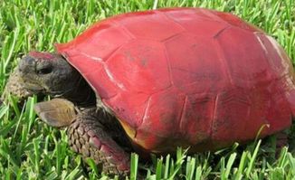 男子在草丛中发现一只 红色乌龟 ,观察清楚后,让人气愤不已