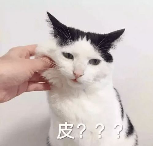 猫咪表情包 