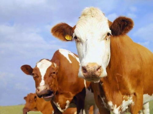 2023年属牛就得死,生肖为牛的人在2023年运势