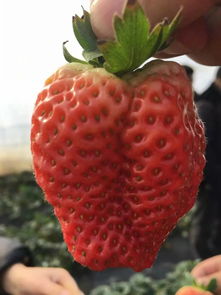 草莓宇宙摩羯座，草莓宇宙是什么牌子(草莓宇宙电台微博)